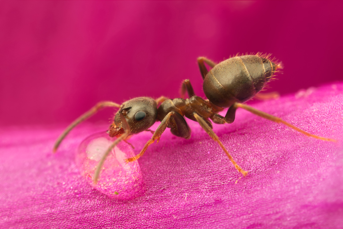 Black Ant - Lasius niger